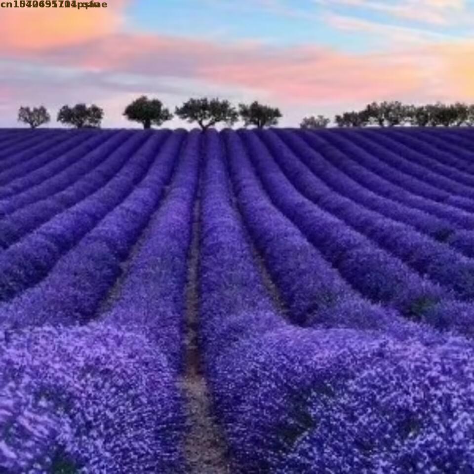 100% Natural Dried Flowers Lav - مراجعة Soap Making Art وسعره